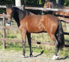 Ugly Duckling 151012-3